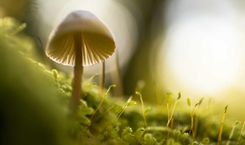 美国家装转包扯皮 拆合约锁副驾