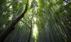 联邦育儿补贴拟覆盖全职在家父母